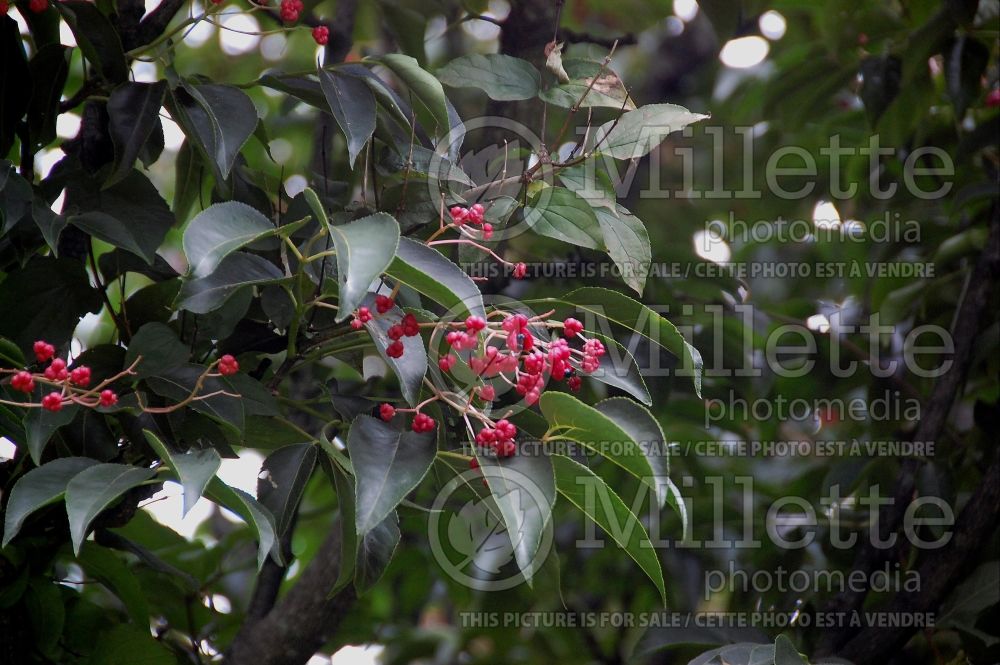 Euscaphis japonica (Korean sweetheart tree) 4