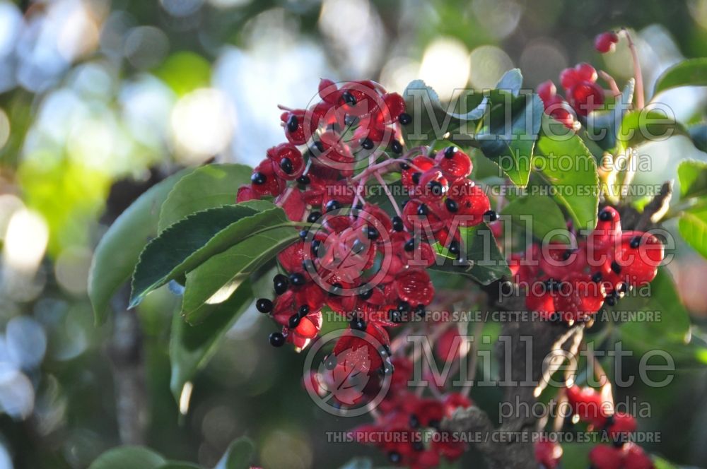 Euscaphis japonica (Korean sweetheart tree) 5