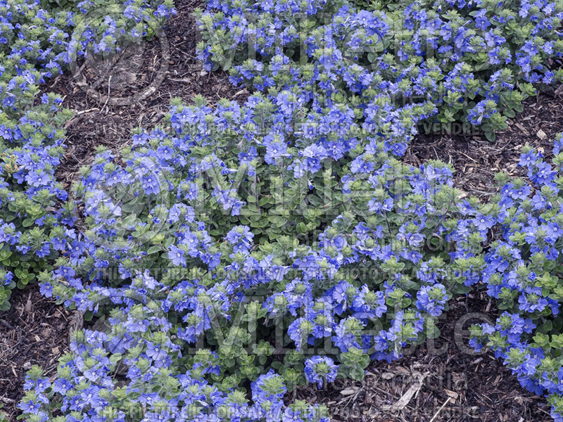 Evolvulus Blue My Mind (Dwarf Morning Glory) 3 