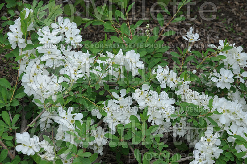 Exochorda The Bride (Pearlbush) 1 