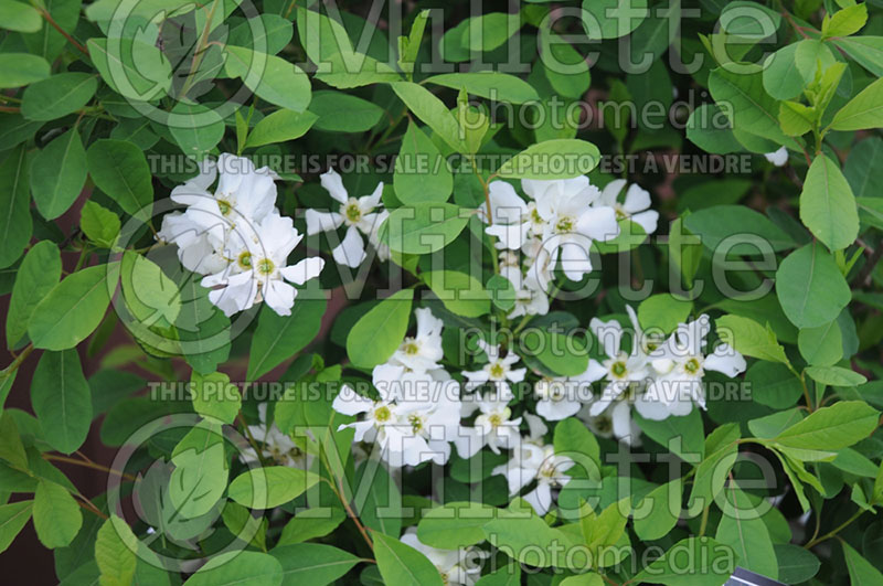 Exochorda Snow Day or Blizzard (Pearl-bush) 2 