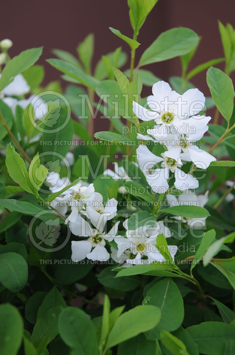 Exochorda Snow Day or Blizzard (Pearl-bush) 1 