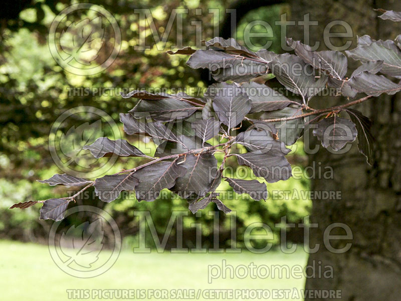 Fagus Purpurea or Atropurpurea (Copper Beech) 9