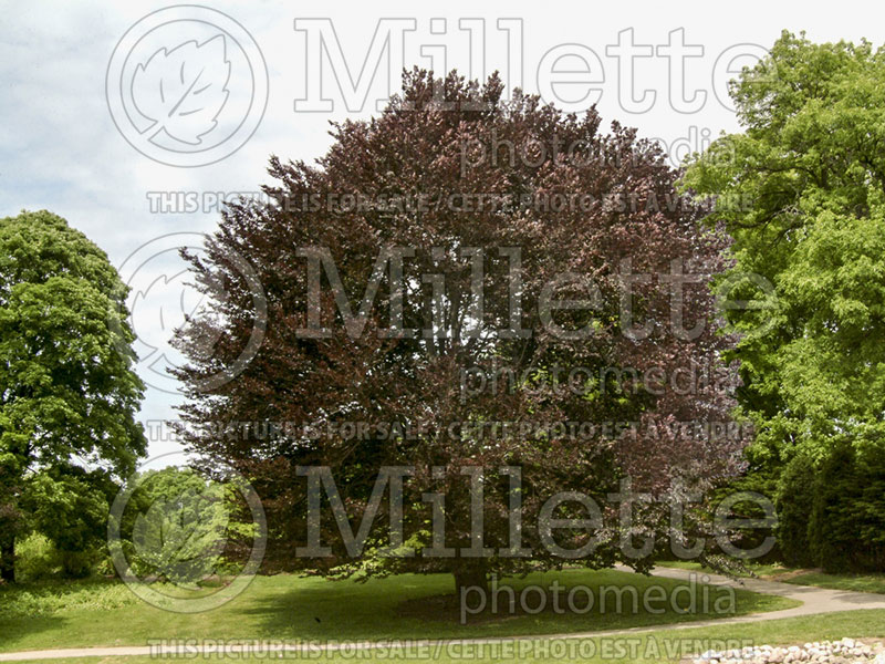 Fagus Purpurea or Atropurpurea (Copper Beech) 2