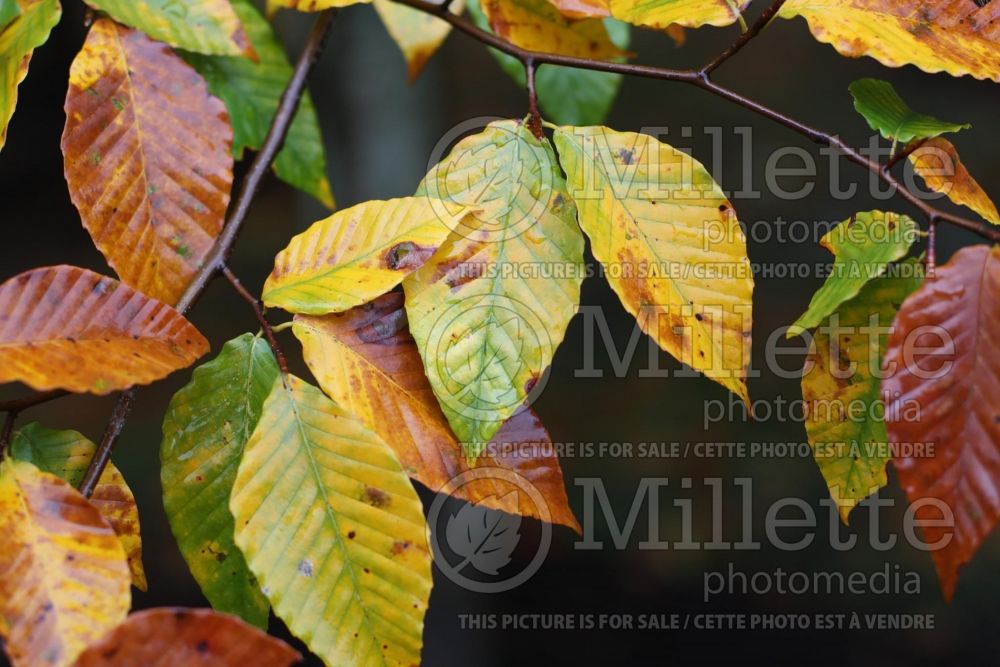 Fagus grandifolia (American beech) 4