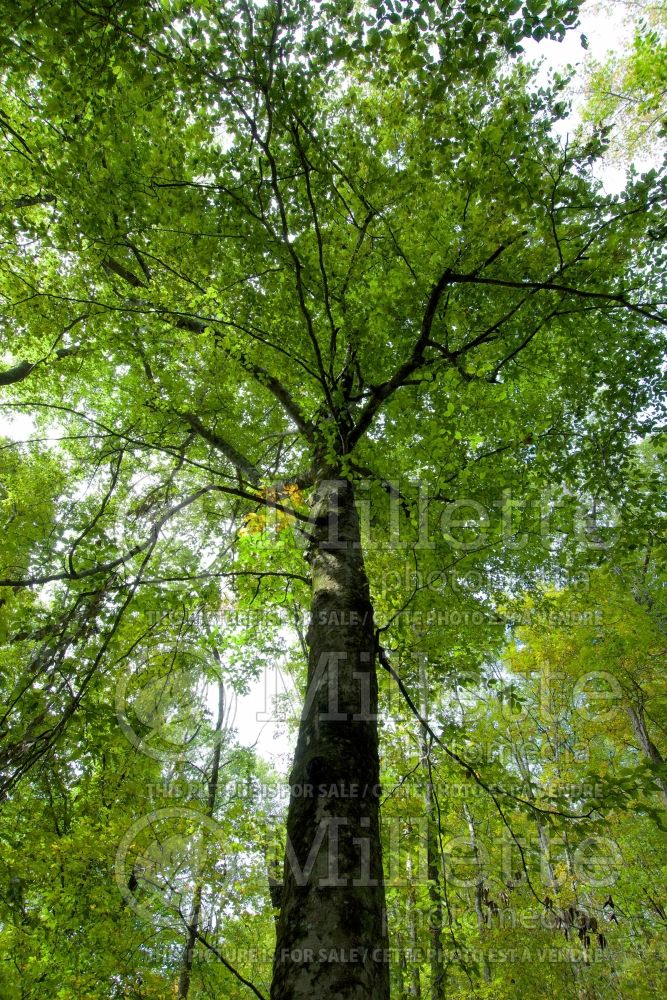 Fagus grandifolia (American beech) 5