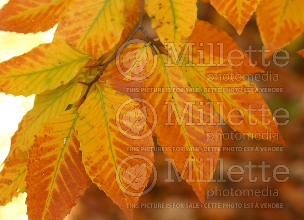 Fagus grandifolia (American beech) 8