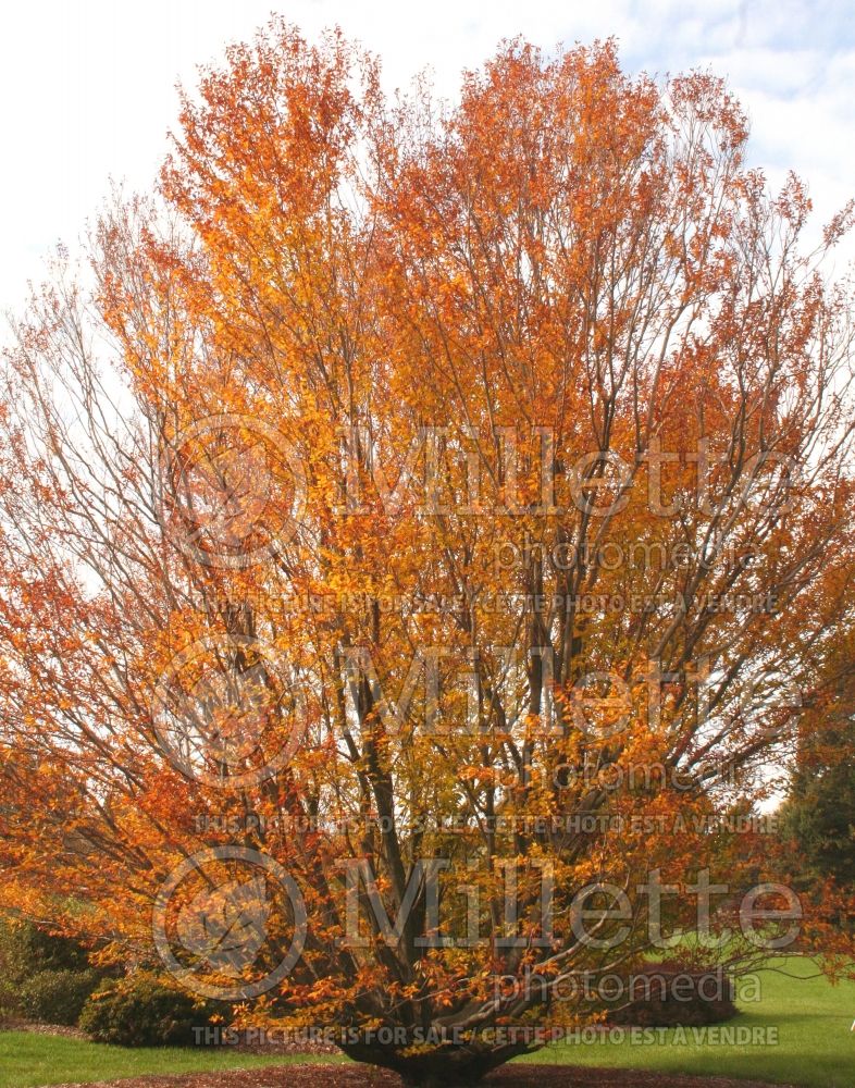 Fagus grandifolia (American beech) 6