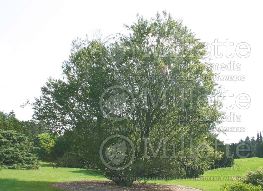 Fagus grandifolia (American beech) 7