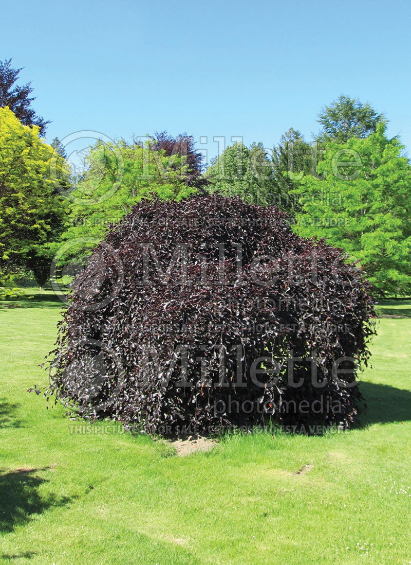 Fagus Pendula Purpurea (Beech) 1  