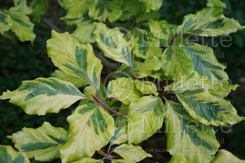 Fagus Albovariegata (Beech) 1