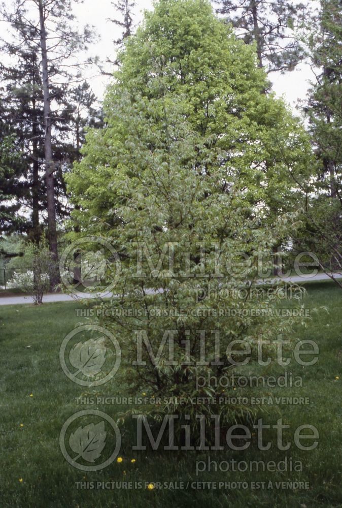Fagus Asplenifolia (Fern leaf Beech) 2  
