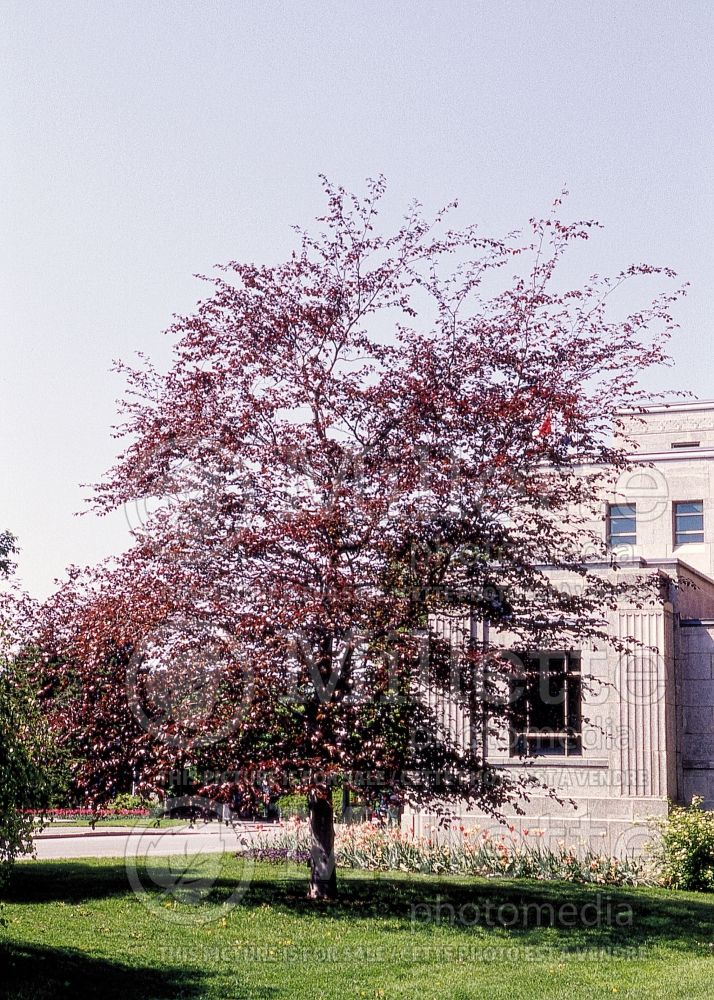 Fagus Purpurea or Atropurpurea (Copper Beech) 4