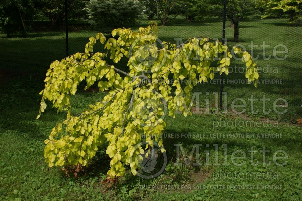 Fagus Aurea Pendula (Beech) 1