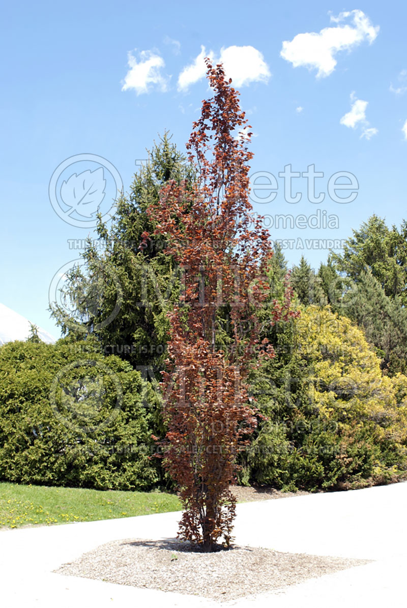 Fagus Dawyck Purple (Beech)  3