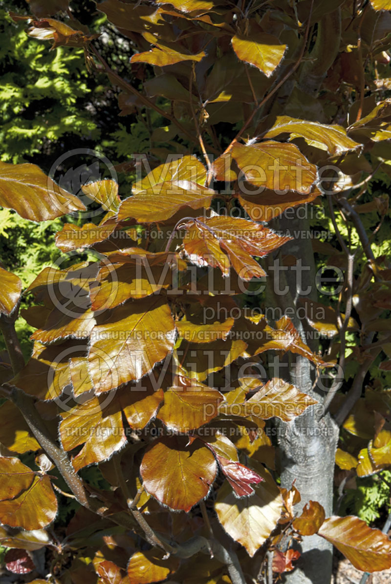 Fagus Dawyck Purple (Beech)  4