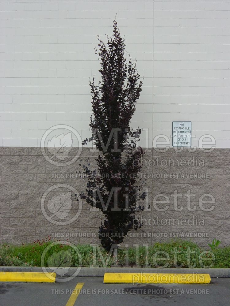 Fagus Dawyck Purple (Beech) 7