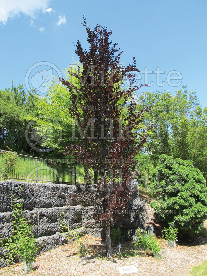 Fagus Dawyck Purple (Beech)  1 