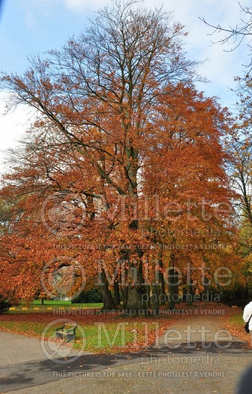 Fagus sylvatica (Beech – hêtre) 1