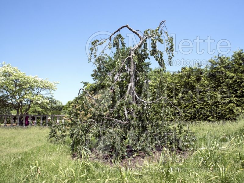 Fagus Pendula (Beech) 3  