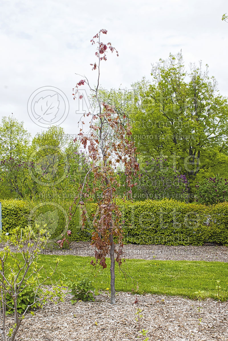 Fagus Purple Fountain (Beech) 2