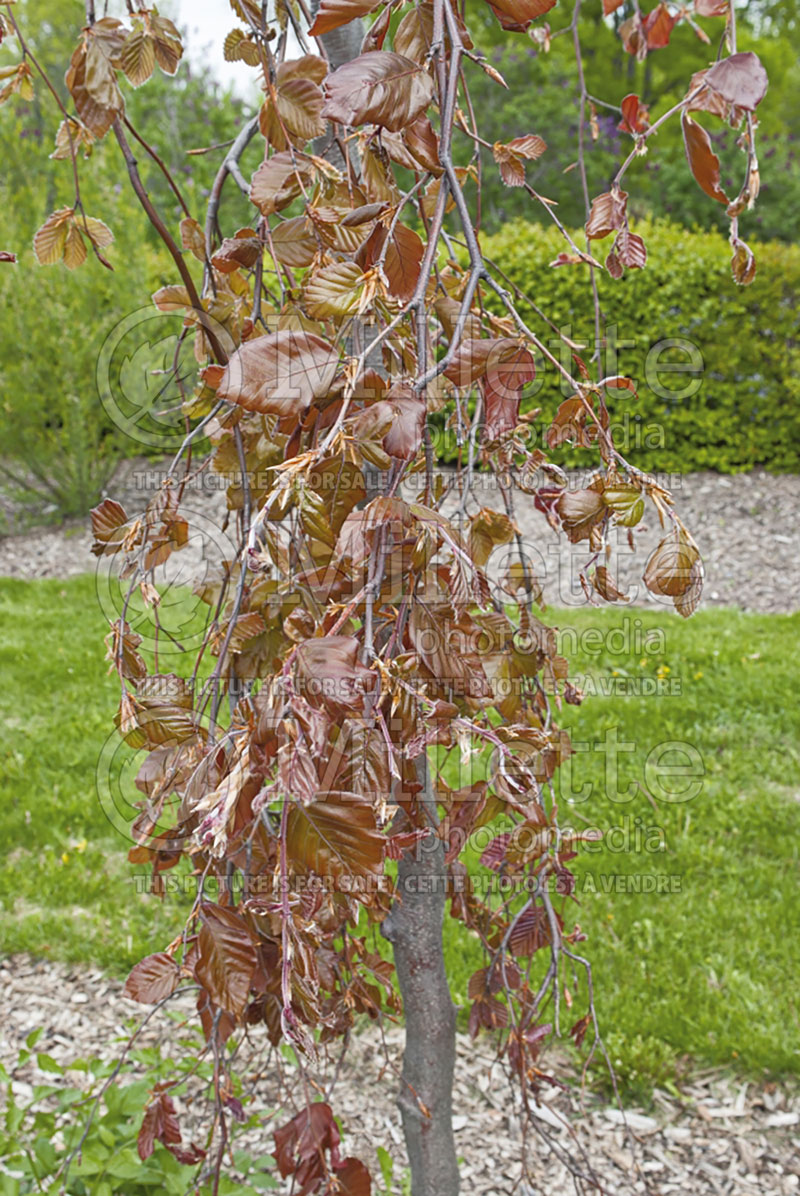 Fagus Purple Fountain (Beech) 3