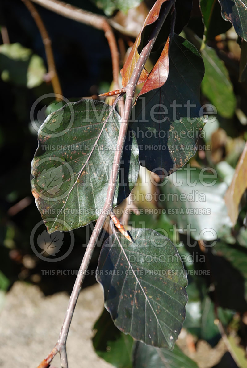 Fagus Purple Fountain (Beech) 6