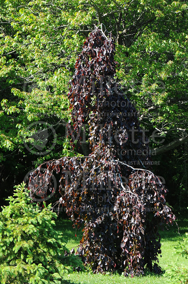 Fagus Purple Fountain (Beech) 8