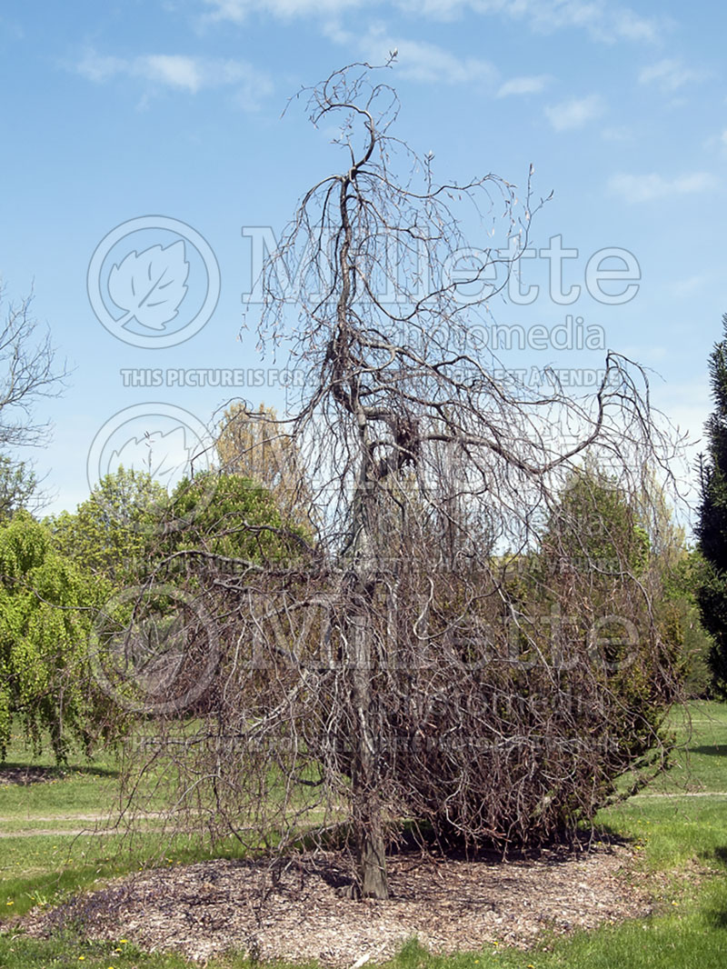 Fagus Purple Fountain (Beech) 9