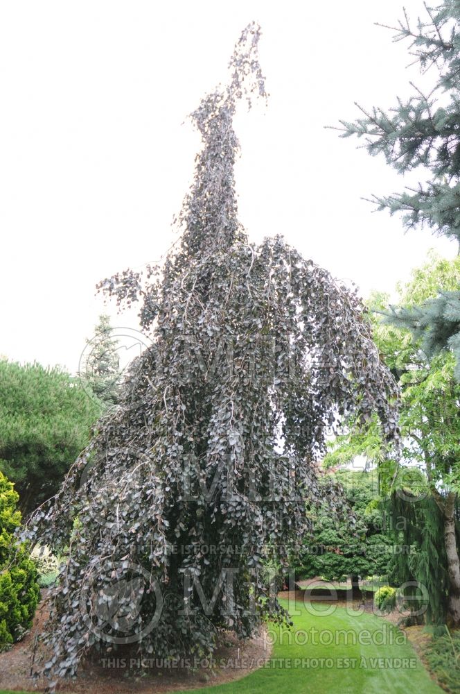 Fagus Purple Fountain (Beech) 1