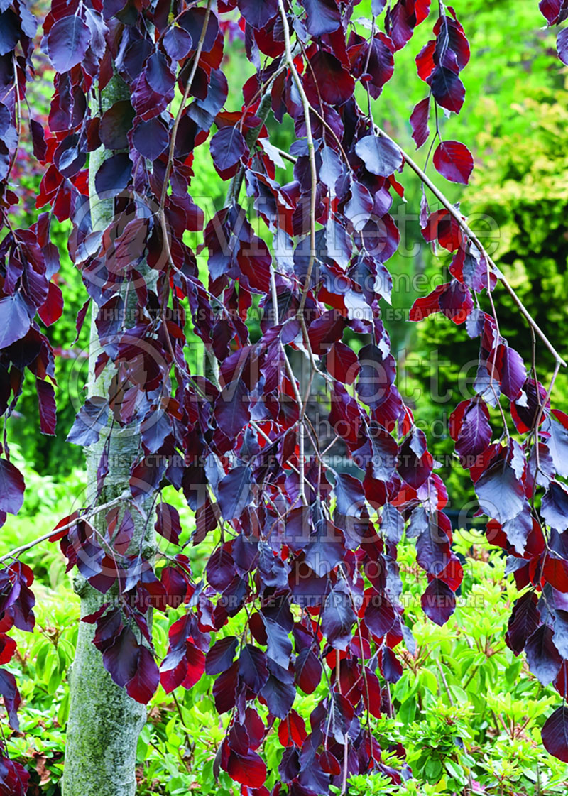 Fagus Purple Fountain (Beech) 13