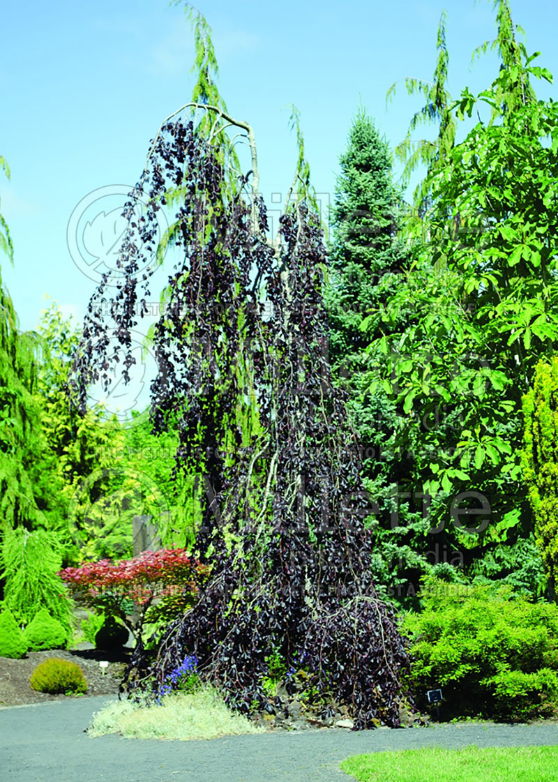 Fagus Purple Fountain (Beech) 12