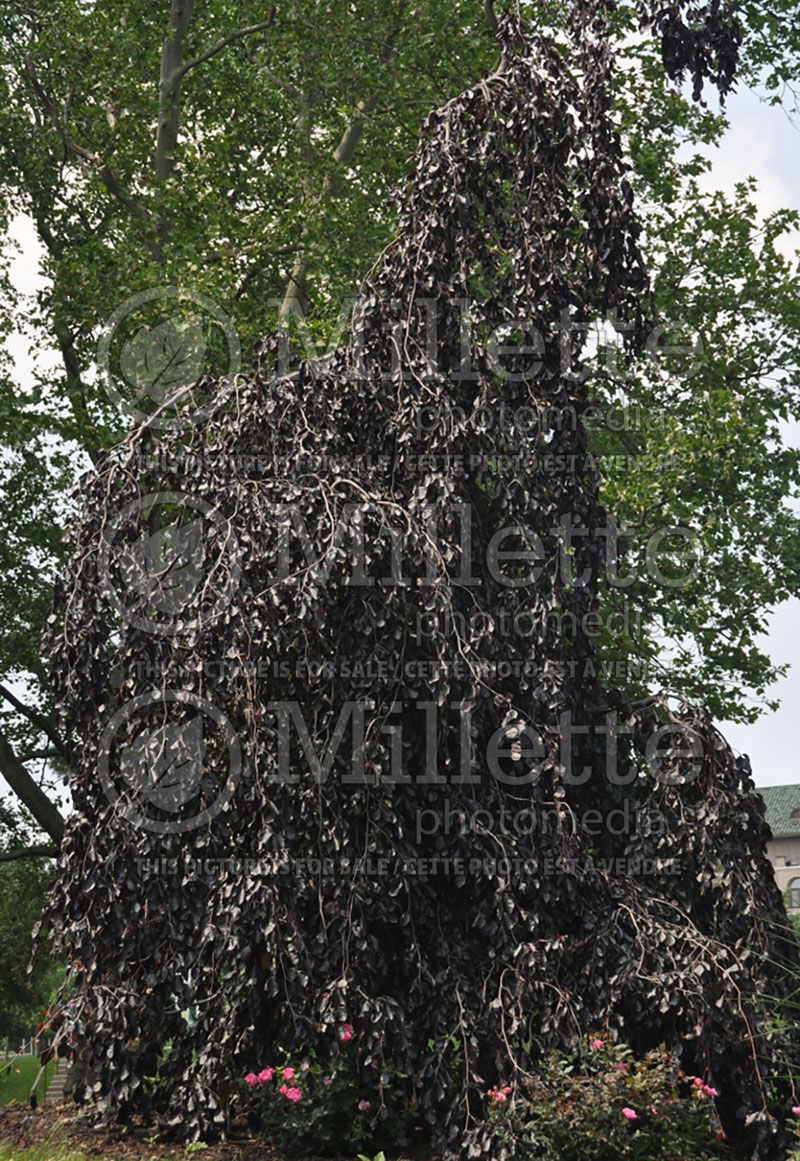 Fagus Purple Fountain (Beech) 14