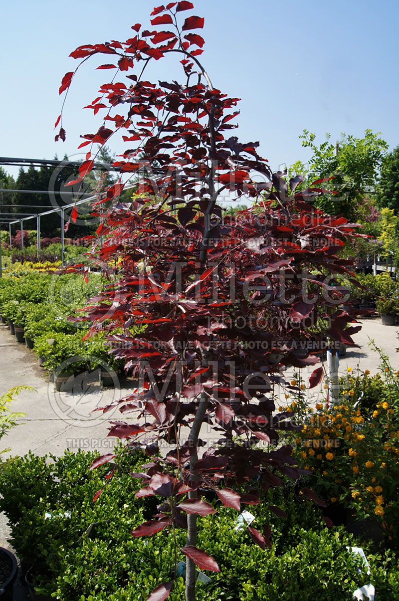 Fagus Purpurea Pendula (Beech) 1 