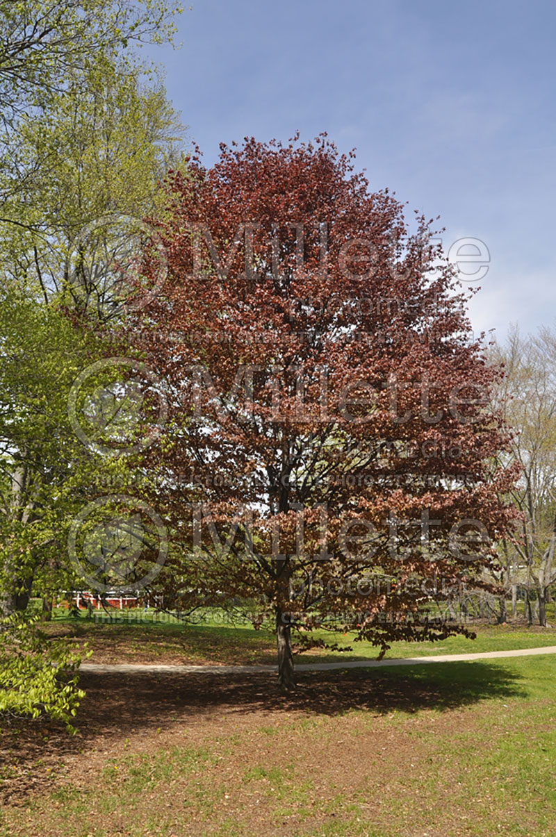 Fagus Purpurea or Atropurpurea (Copper Beech) 5