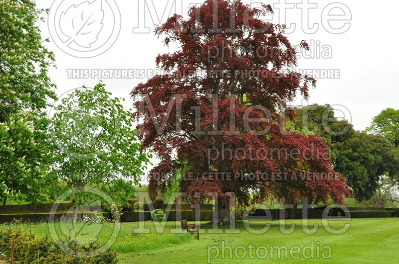 Fagus Purpurea or Atropurpurea (Copper Beech) 6