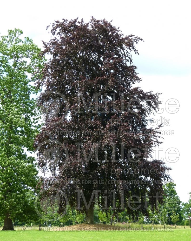 Fagus Purpurea or Atropurpurea (Copper Beech) 1