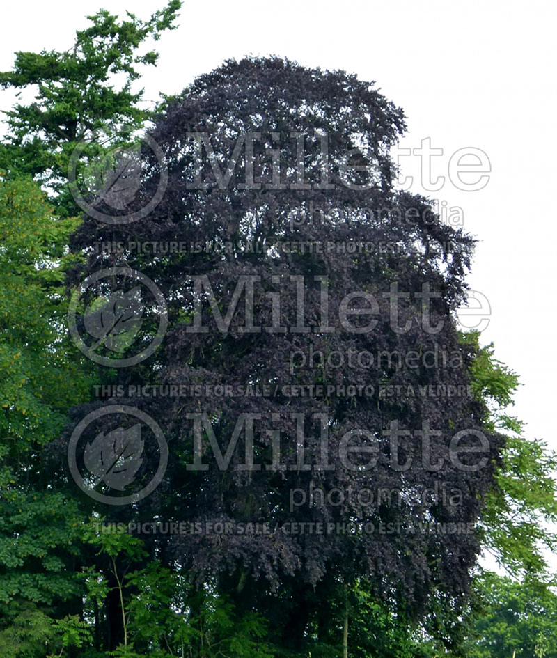 Fagus Purpurea or Atropurpurea (Copper Beech) 3