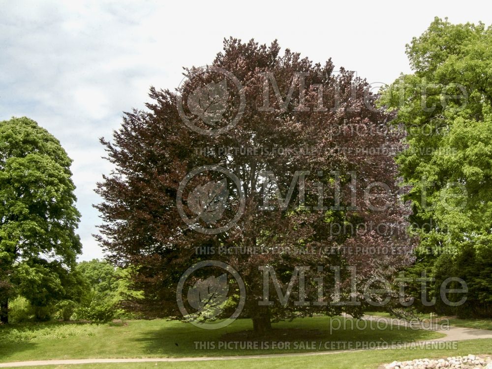 Fagus Purpurea or Atropurpurea (Copper Beech) 10