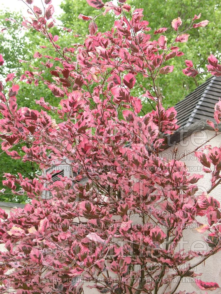 Fagus Purpurea aka Atropurpurea Tricolor (Beech) 5