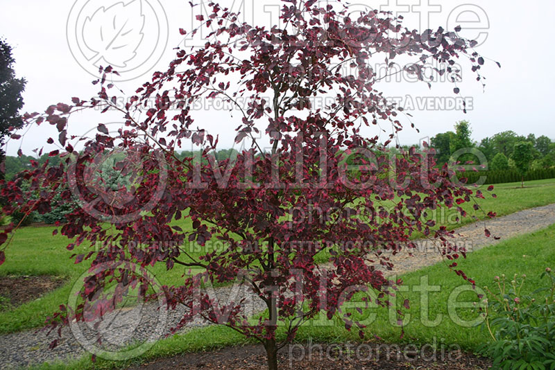 Fagus Purpurea aka Atropurpurea Tricolor (Beech) 1