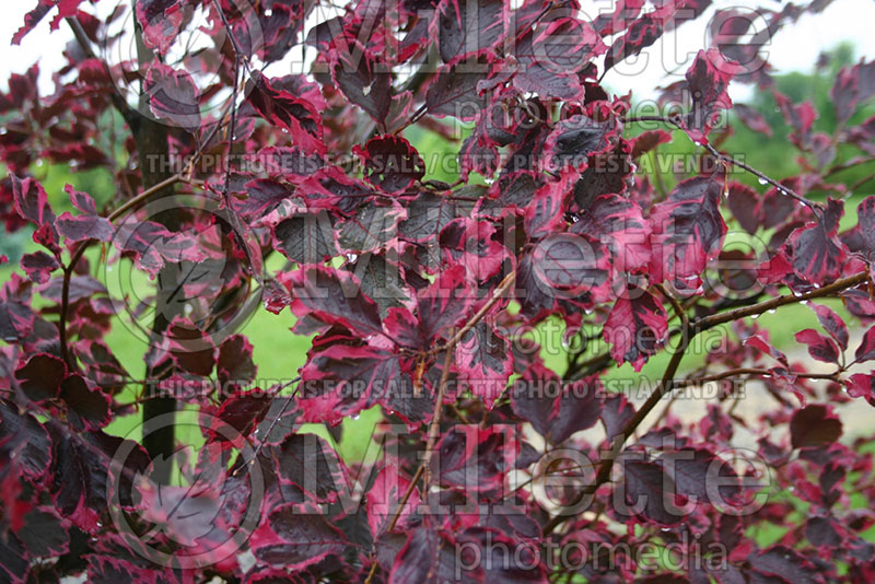 Fagus Purpurea aka Atropurpurea Tricolor (Beech) 2