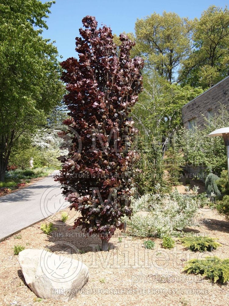 Fagus Red Obelisk (Beech) 6