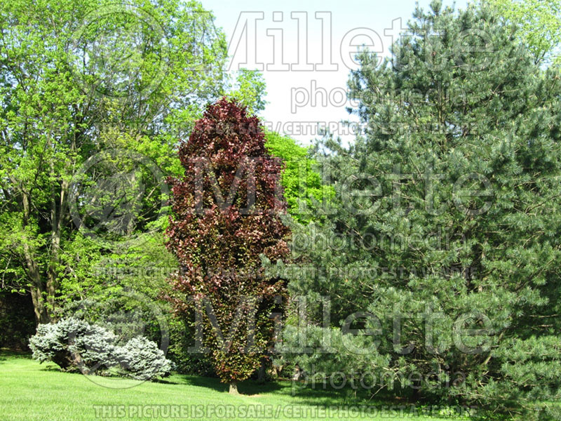 Fagus Red Obelisk (Beech)  5