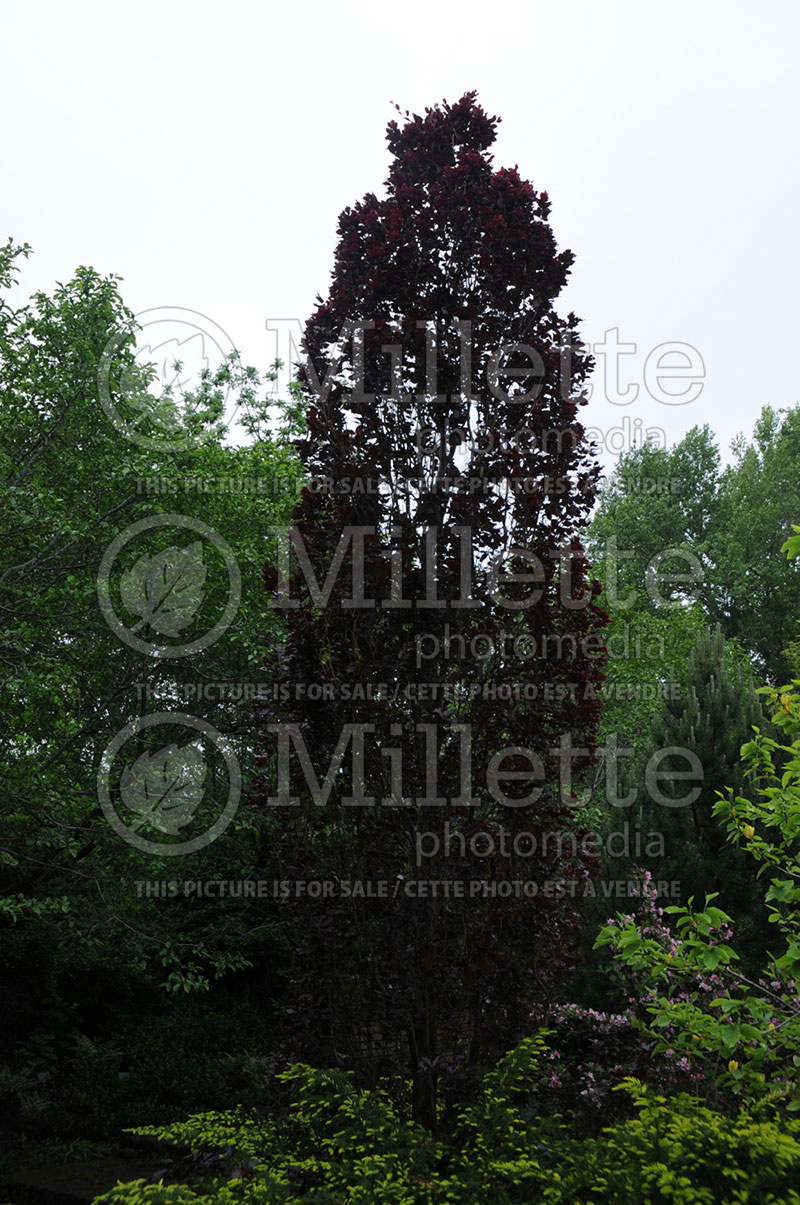 Fagus Red Obelisk (Beech) 3