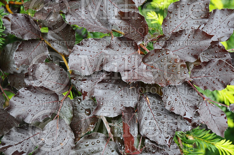 Fagus Red Obelisk (Beech) 2