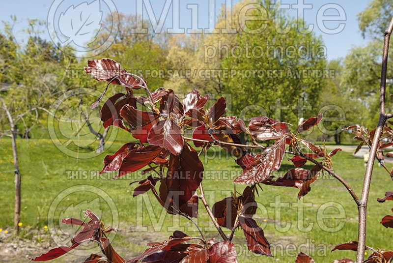 Fagus Riversii (Beech)  6