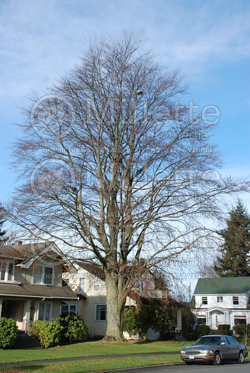 Fagus Riversii (Beech)  3