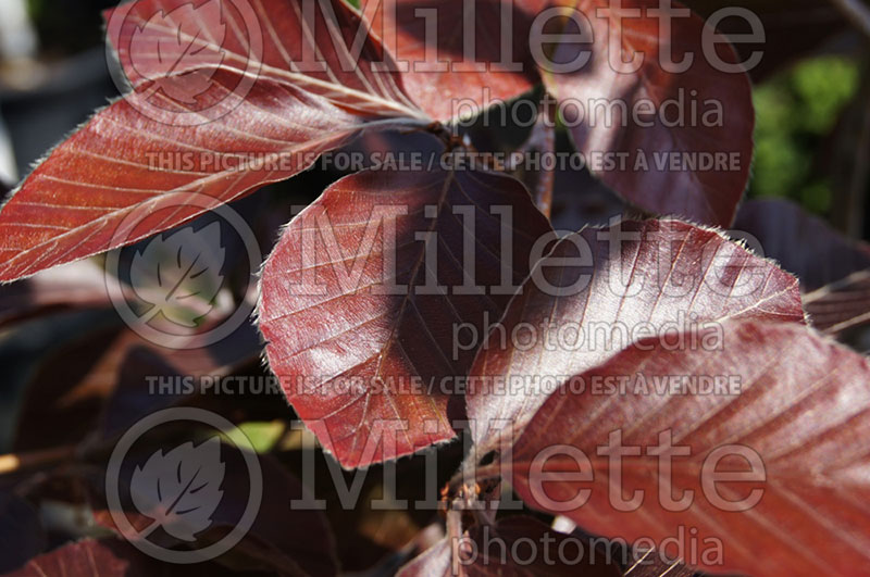 Fagus Riversii (Beech)  1