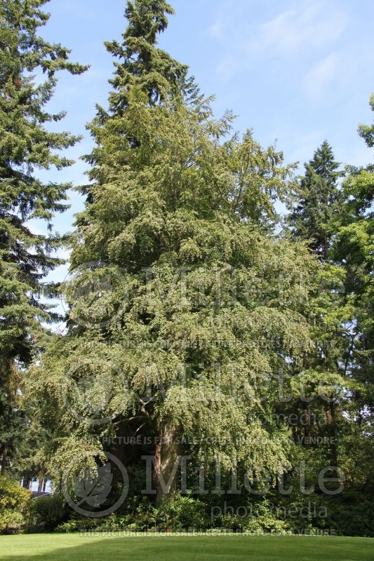 Fagus sylvatica (Beech – hêtre) 3